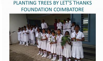 Tree plantation